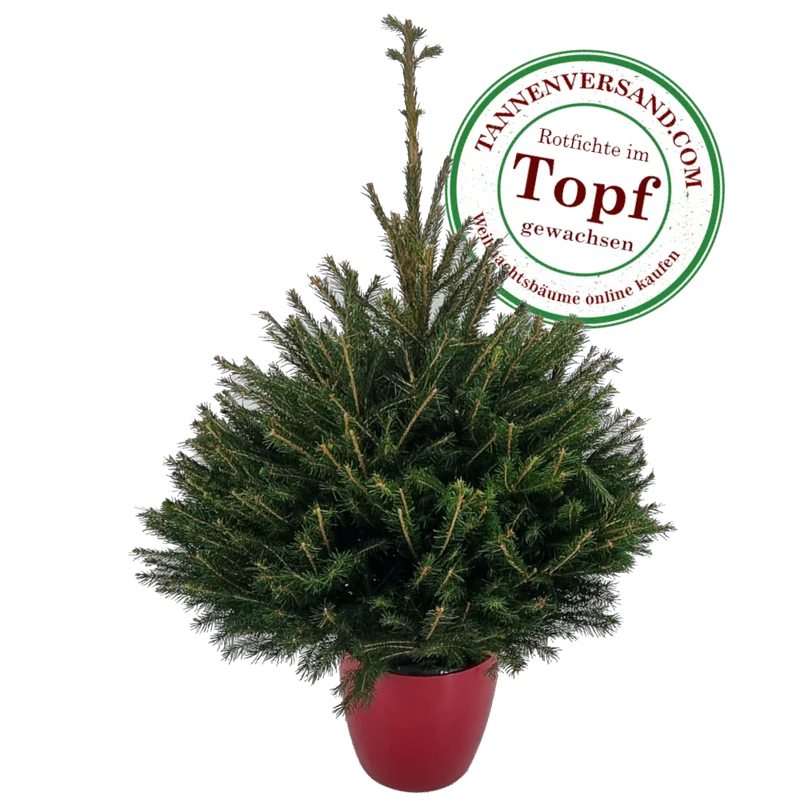Weihnachtsbaum Fichte im Topf gewachsen