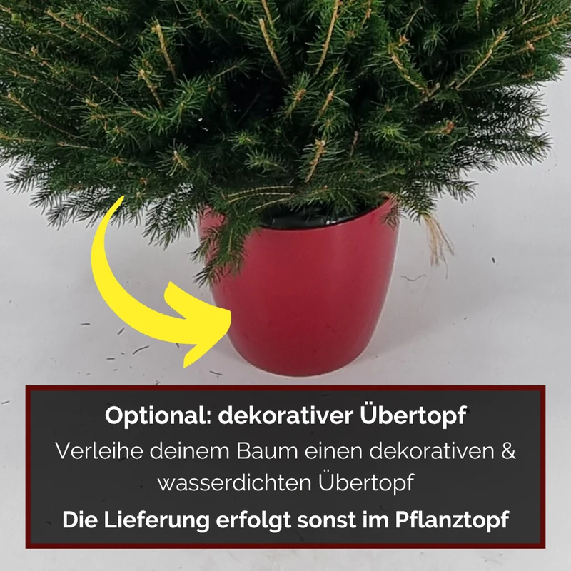 Weihnachtsbaum Fichte im Topf gewachsen