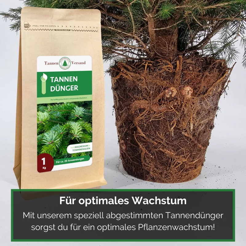Weihnachtsbaum Nordmanntanne im Topf gewachsen