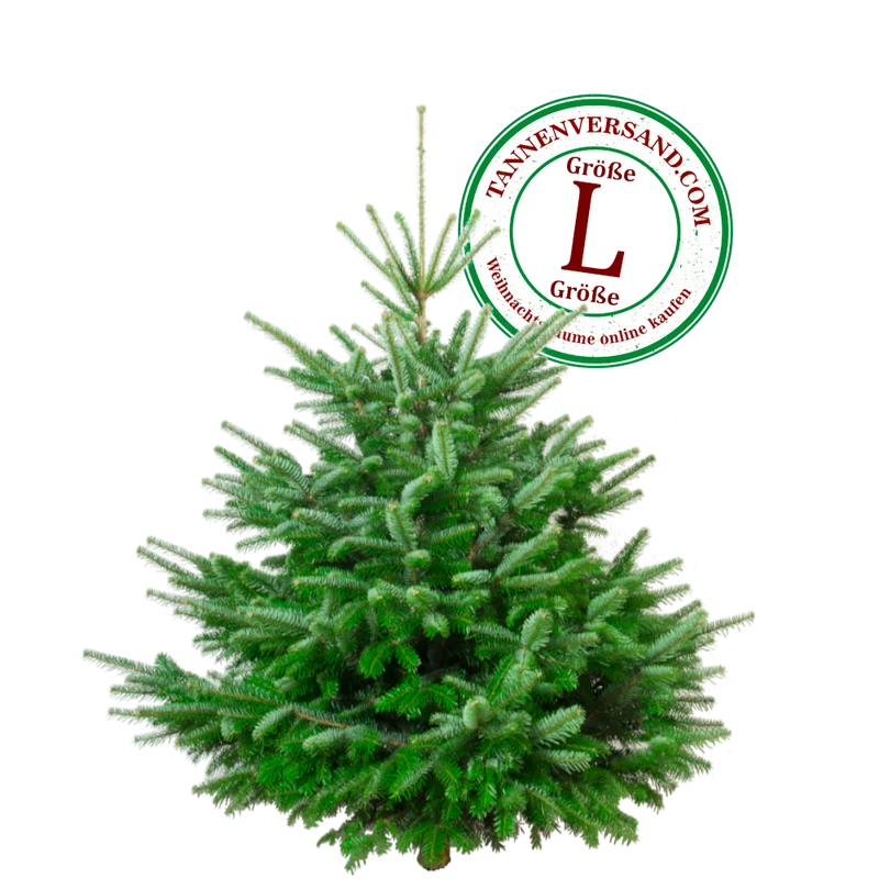 Weihnachtsbaum Nordmanntanne L 150-175 cm