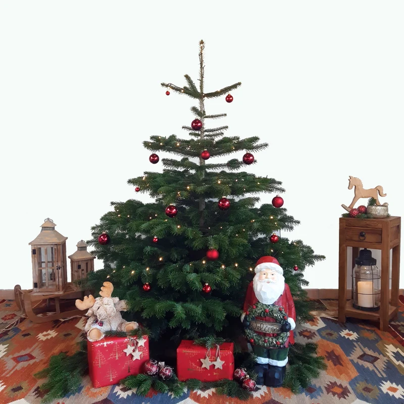 BIO Weihnachtsbaum Nordmanntanne L 150-175 cm