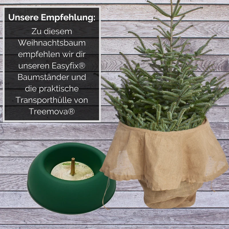 BIO Weihnachtsbaum Nordmanntanne L 150-175 cm