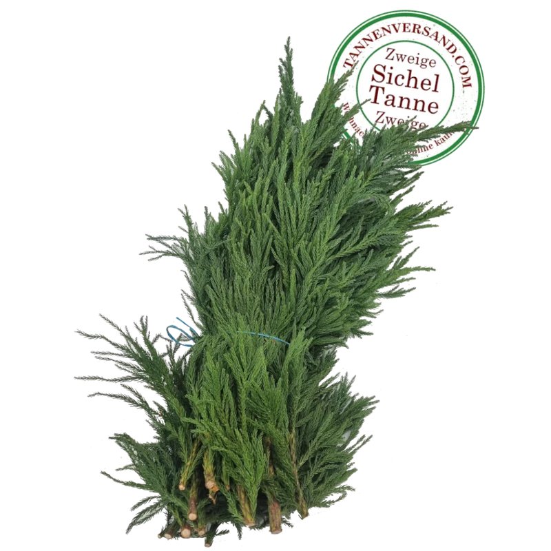 Zweige Sicheltanne Cryptomeria japonica frisches Schnittgrün