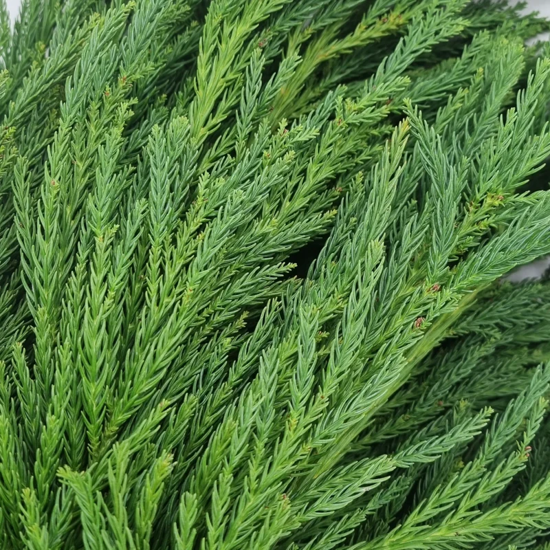 Zweige Sicheltanne Cryptomeria japonica frisches Schnittgrün