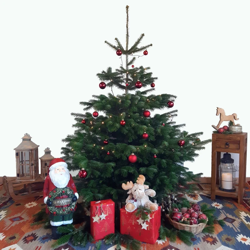 BIO Weihnachtsbaum Nordmanntanne XL 175-200 cm
