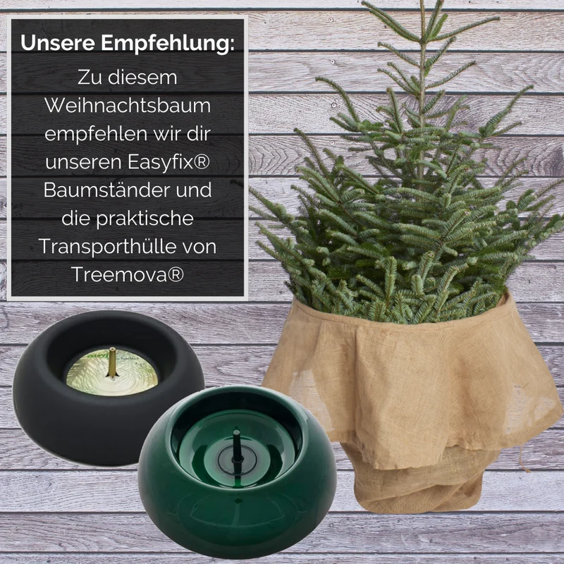 BIO Weihnachtsbaum Nordmanntanne XL 175-200 cm