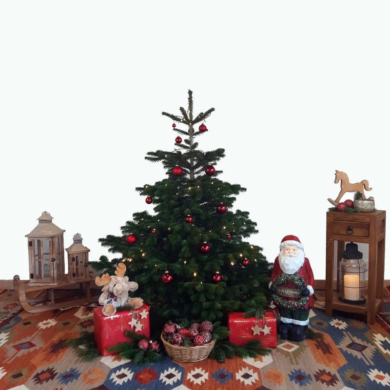 BIO Weihnachtsbaum Nordmanntanne M 125-150 cm