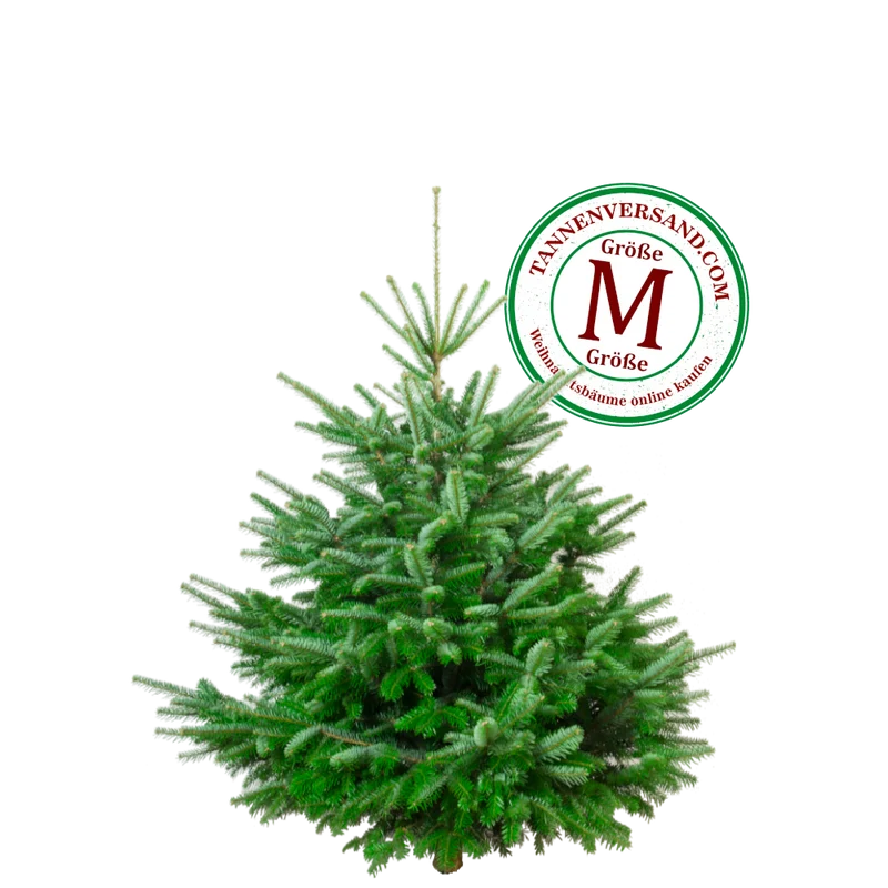 Weihnachtsbaum Nordmanntanne M 125-150 cm