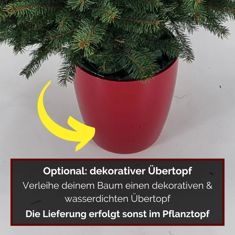 Weihnachtsbaum Blaufichte im Topf gewachsen