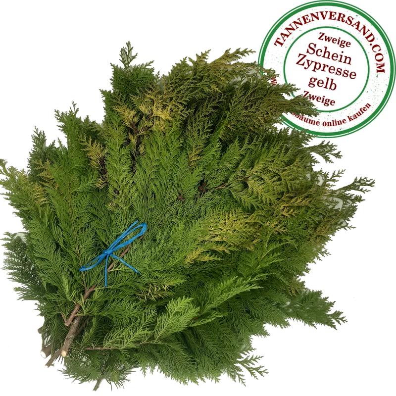 Zweige gelbe Scheinzypresse Chamaecyparis lawsoniana `Alumiigold´