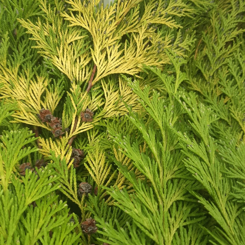 Zweige gelbe Scheinzypresse Chamaecyparis lawsoniana `Alumiigold´