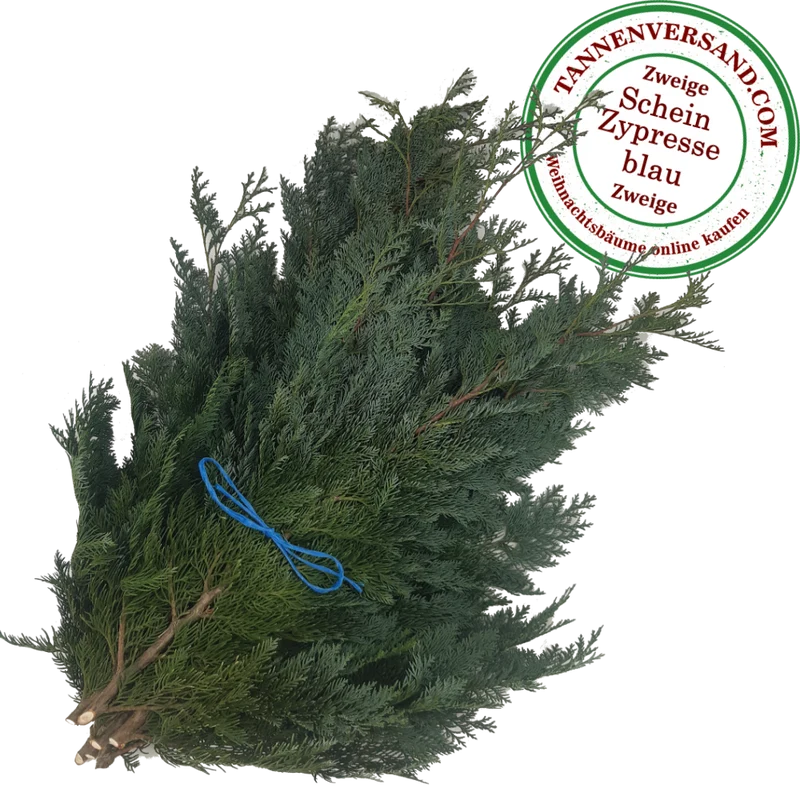 Zweige blaue Scheinzypresse Chamaecyparis lawsoniana `Columnaris glauca´
