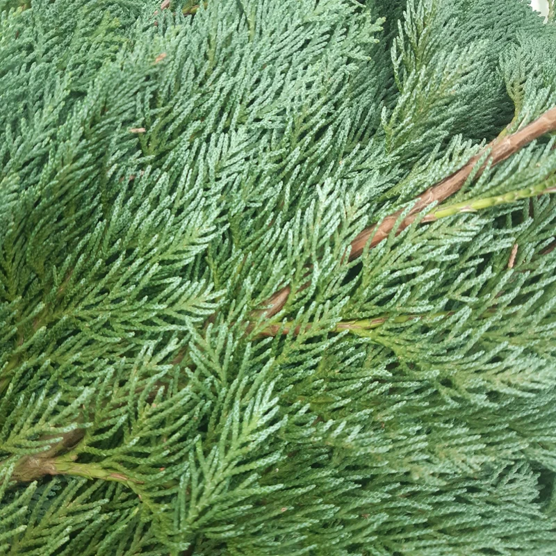 Zweige blaue Scheinzypresse Chamaecyparis lawsoniana `Columnaris glauca´