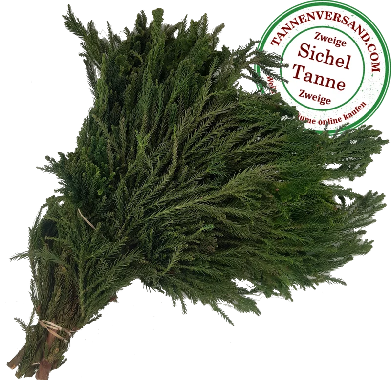 Zweige Sicheltanne Cryptomeria `Cristata´ frisches Schnittgrün