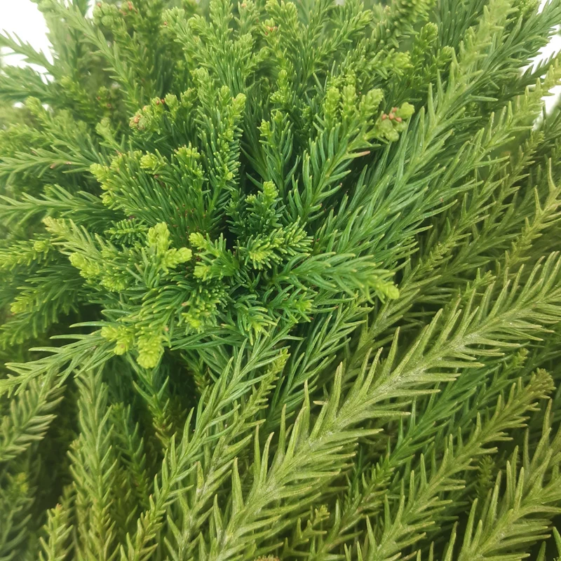 Zweige Sicheltanne Cryptomeria `Cristata´ frisches Schnittgrün