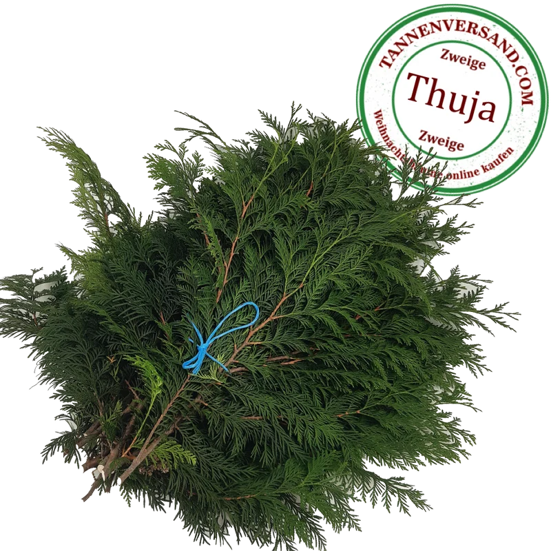 Zweige Thuja Lebensbaum frisches Tannengrün