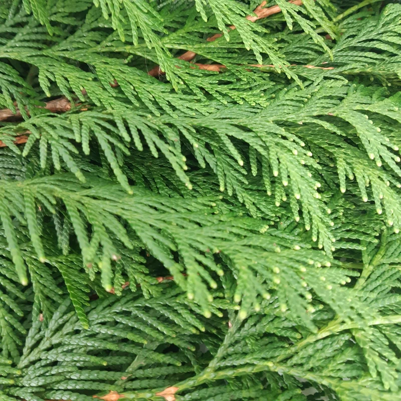 Zweige Thuja Lebensbaum frisches Tannengrün