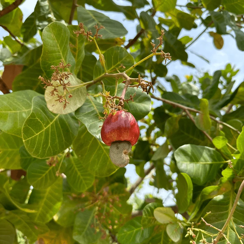 Cashews – Salted Caramel Cacao