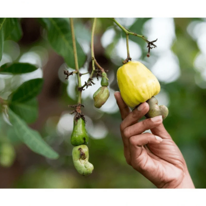 Cashewkerne – Pfeffer & Knoblauch