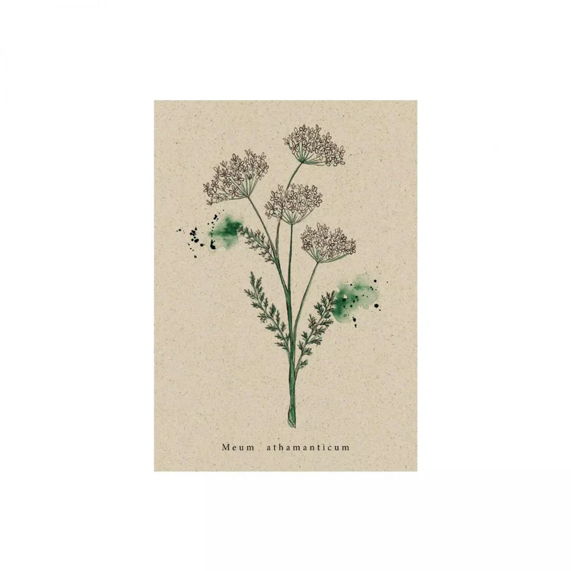Postkarte aus Graspapier (versch. Designs)