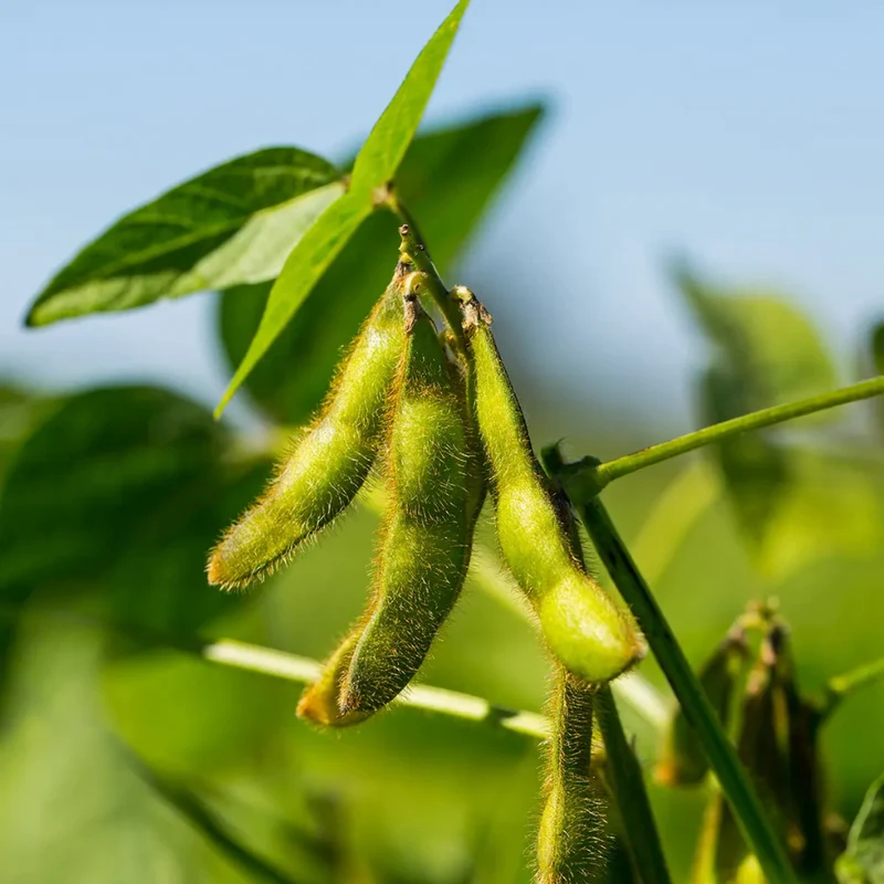 Crunchy Sojabohnen – Sweet Chili