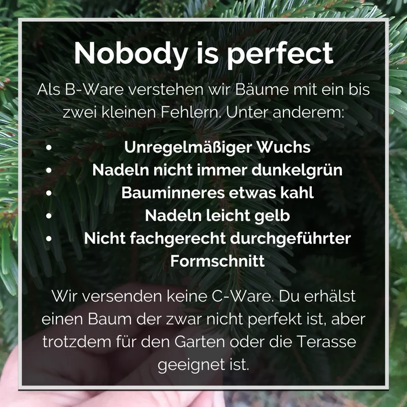 Topfbaum B-WARE: Verschiedene Sorten