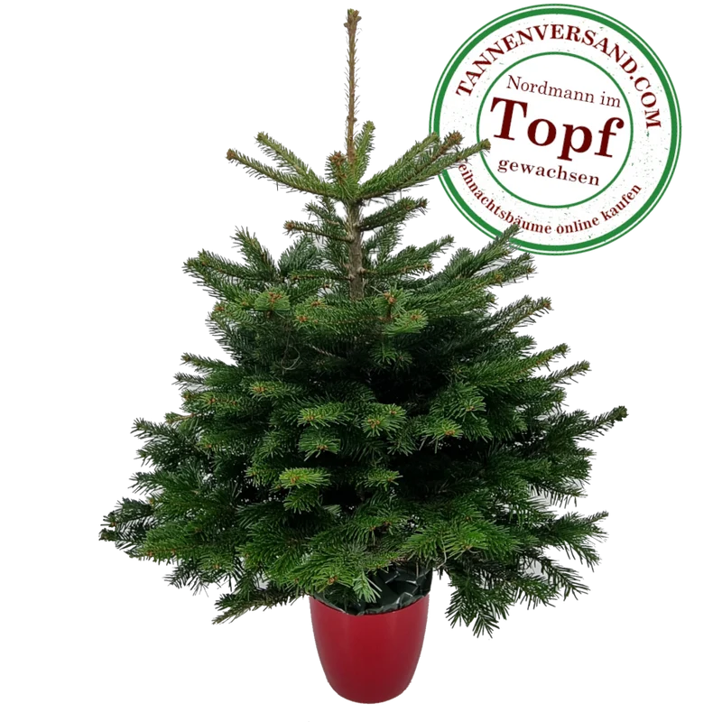 Weihnachtsbaum Nordmanntanne im Topf gewachsen