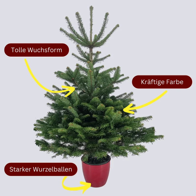 Weihnachtsbaum Nordmanntanne im Topf gewachsen