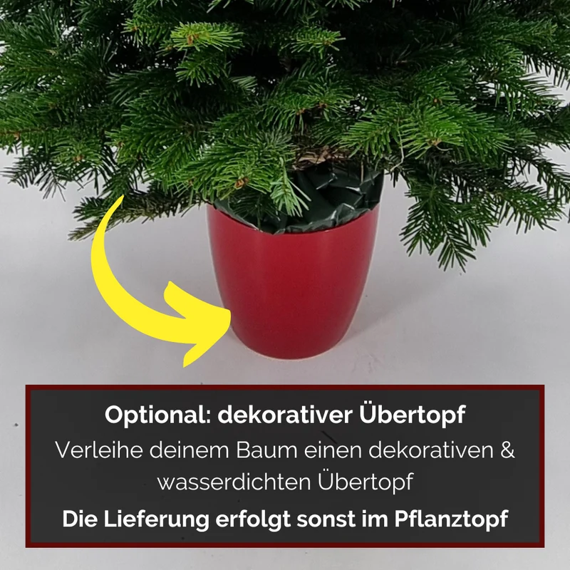 Weihnachtsbaum Nordmanntanne im Topf gewachsen