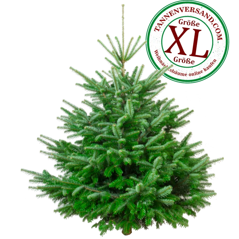 Weihnachtsbaum Nordmanntanne XL 175-200 cm