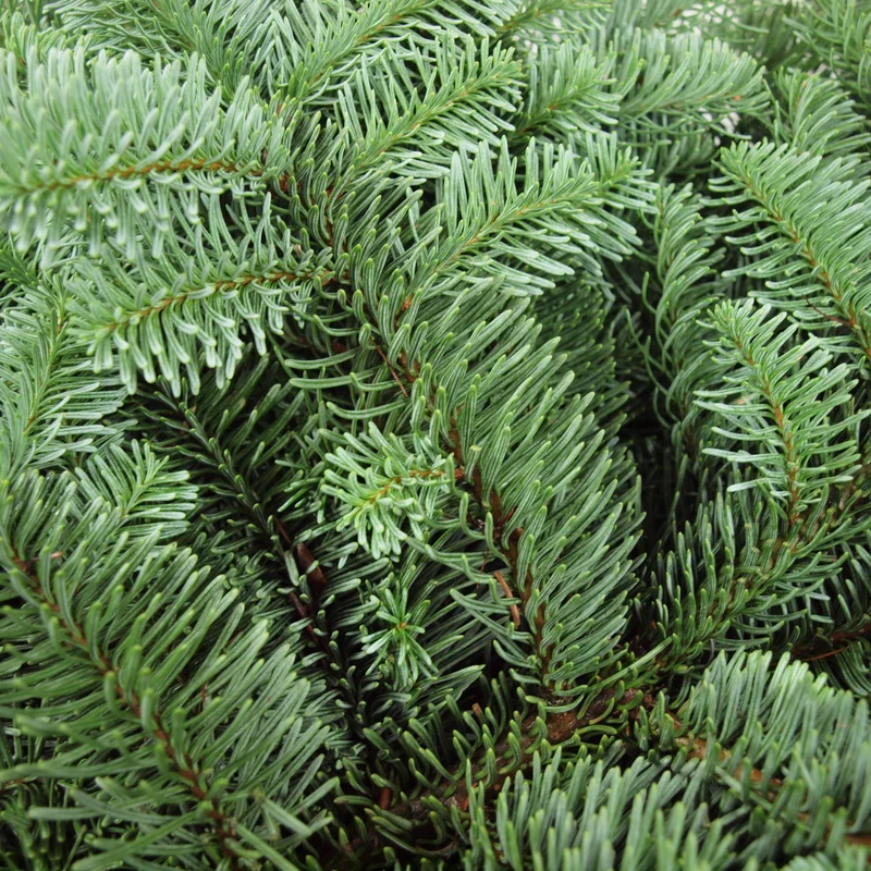 Tannenzweige Nobilistanne frisches Tannengrün