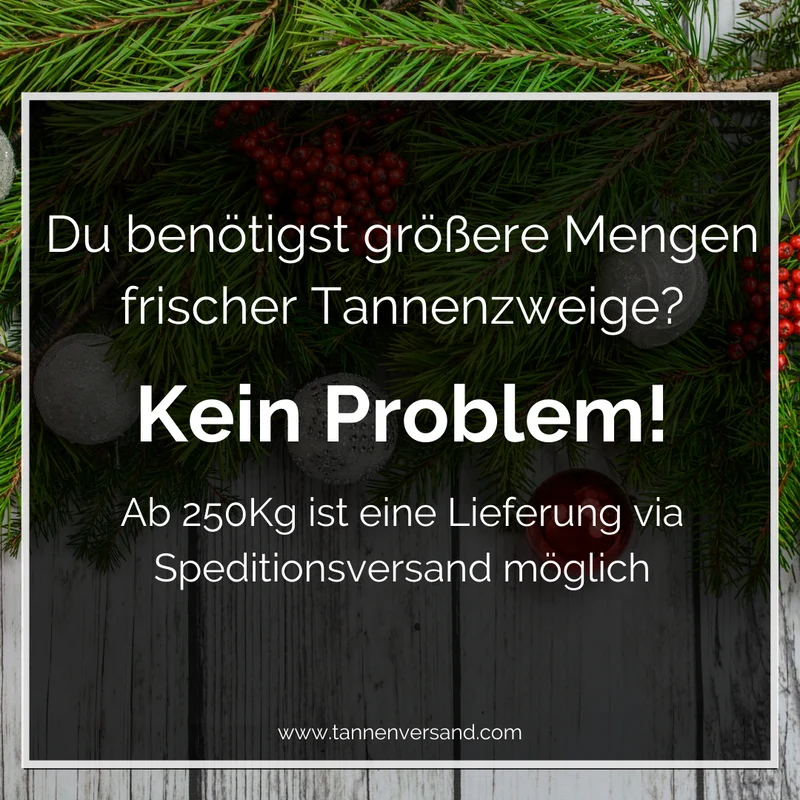 Tannenzweige Nobilistanne frisches Tannengrün