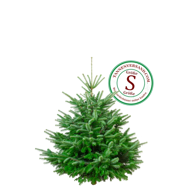 Weihnachtsbaum Nordmanntanne S 100-125 cm