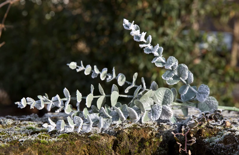 Kunstblume Eucalyptuszweig 72,5cm