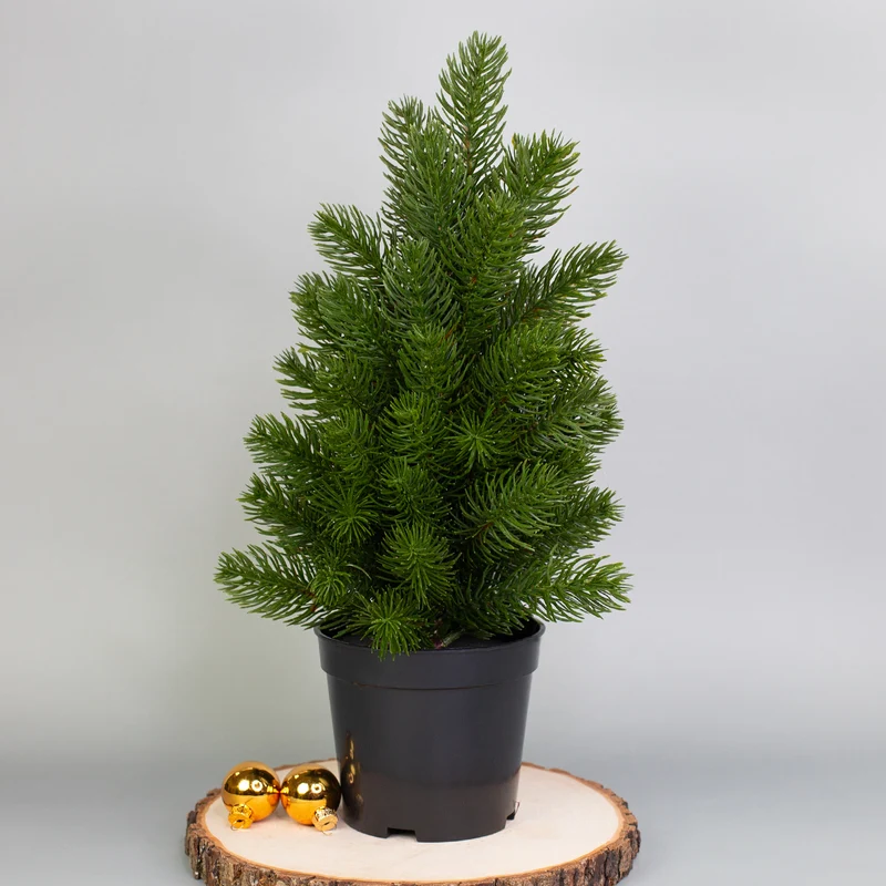 Mini Weihnachtsbaum mit Topf - naturgetreue hochwertige Deko für die Weihnachtszeit | Kunst-Kiefer