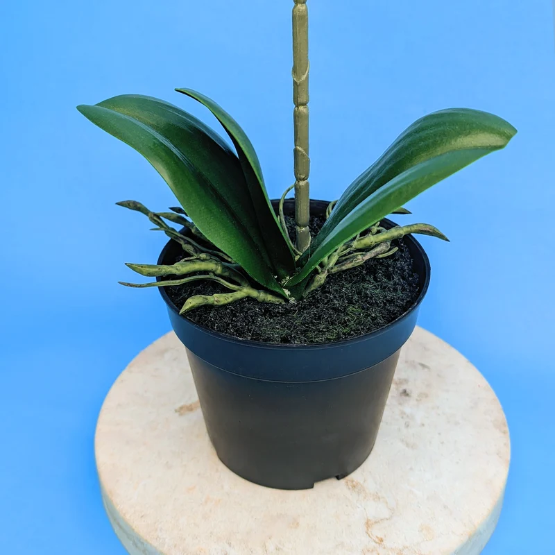 Orchidee Seidenblume | Hochwertige Kunstblume mit Topf | 35 cm