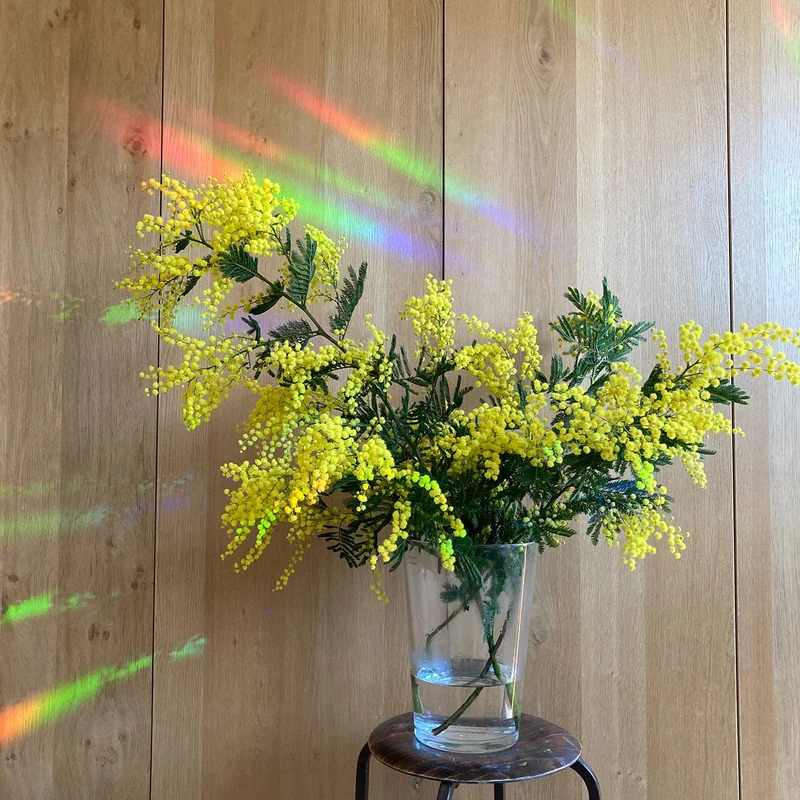 botanopia Regenbogen Aufkleber - florieren