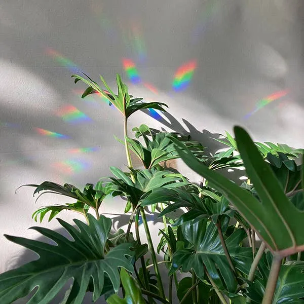 botanopia Regenbogen Aufkleber - florieren
