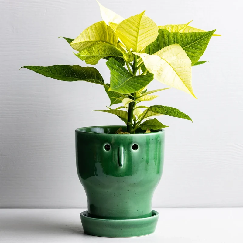 Fnoobie Botanic Pot Small